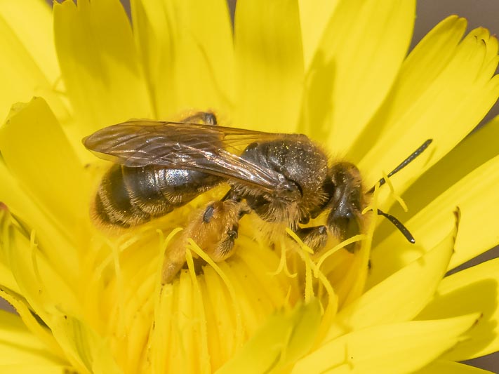 Andrena humilis-fulvago.jpg